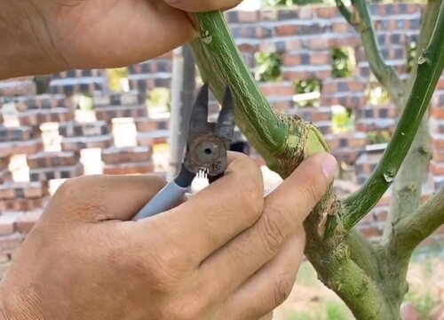 柚子树整体的高度可控制在3米以下,修剪多余的主枝和分枝,留下骨架