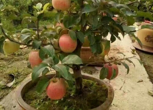 盆栽苹果树怎么修剪方法