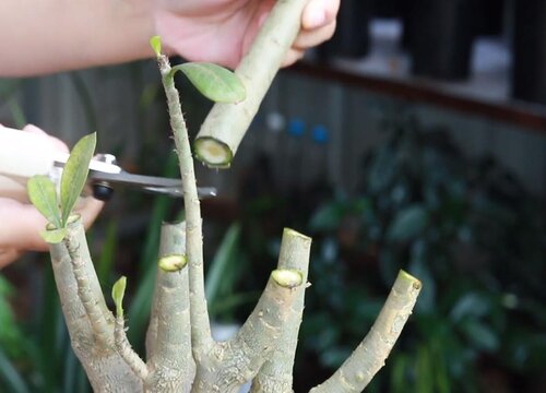 每年有两个时间是最适合修剪的,一般来讲,五月份沙漠玫瑰将进入到一个