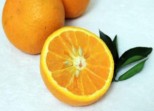 橙子的籽可以种吗