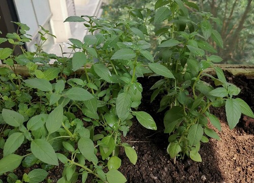 东北芥菜什么时候播种合适 植物说