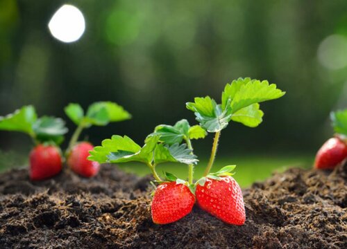 草莓春天可以种吗