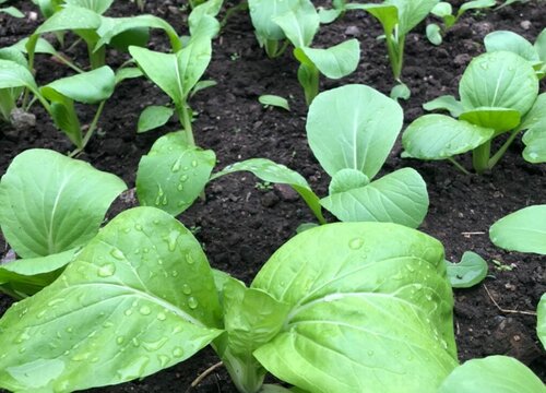 小青菜的种植方法和时间