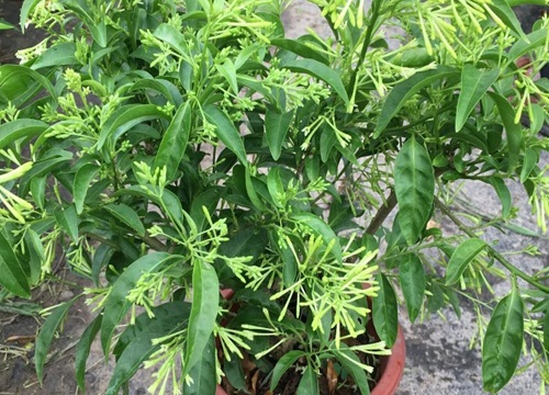 夜来香可以种在家门口吗 植物说