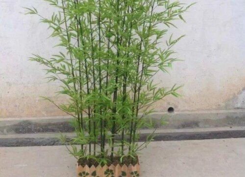 北京可以种竹子吗