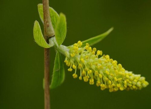 柳树传播种子的方法仿写(柳树传播种子的方法仿写简单点)