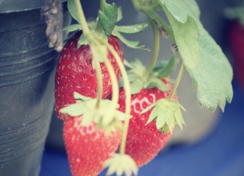 草莓夏天多久浇一次水