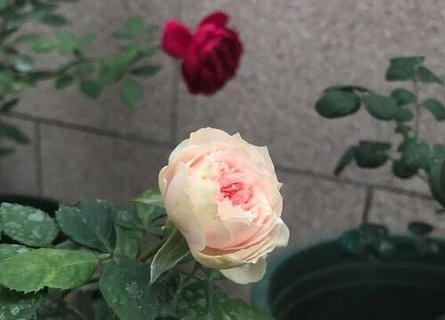 玫瑰花栽种方法和注意事项