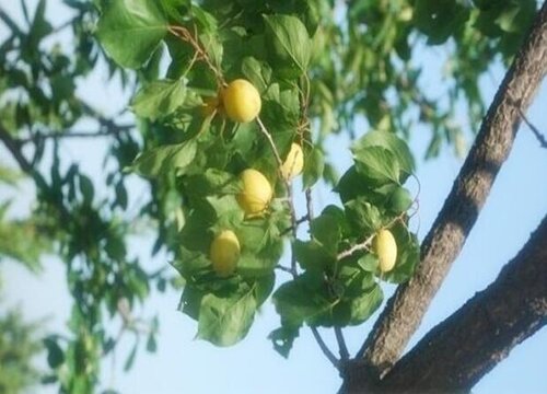 杏树可以种在家门口吗