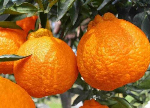 丑橘栽种方法和注意事项