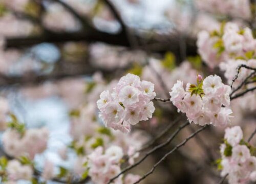 樱花树可以种在家门口吗