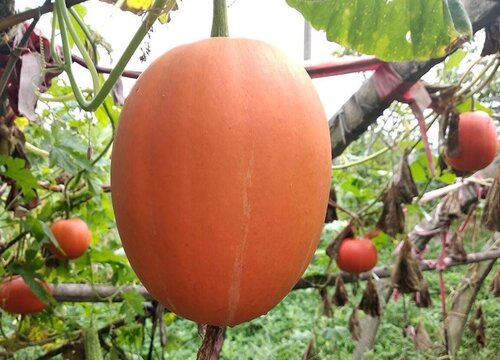 金瓜的种植方法和时间