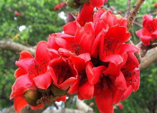广州市的市花是什么花
