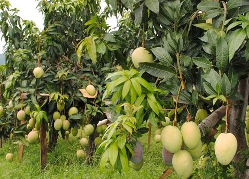 芒果树南方可以种吗