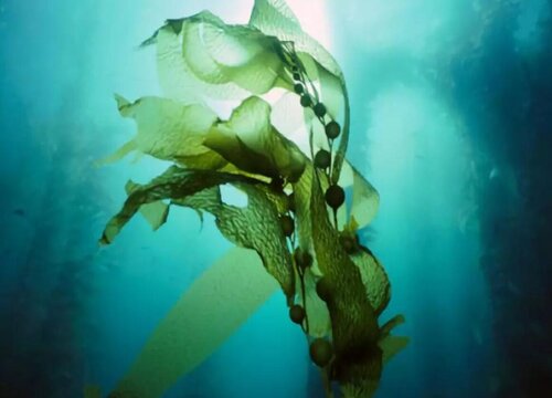 海藻长什么样子 形状特点及图片欣赏