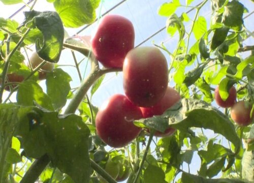 西红柿几天浇一次水最好
