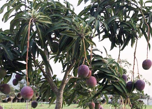 芒果树可以种在家门口吗