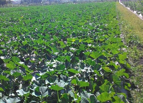南瓜追肥用什么肥料好 植物说 南瓜追肥用什么肥料好 植物说