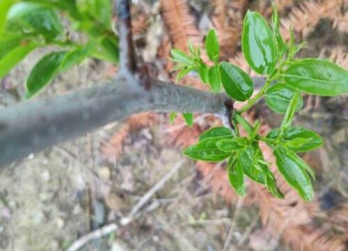 枣树扦插繁殖方法和注意事项