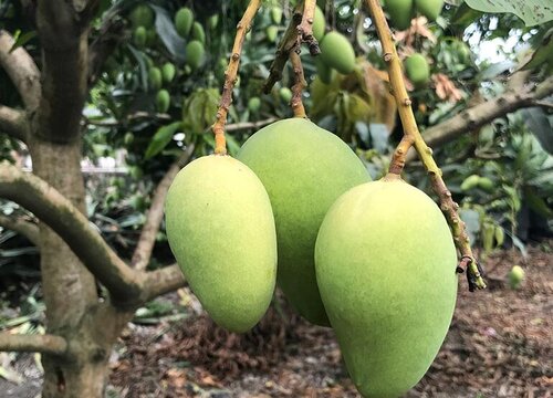 芒果北方可以种吗 植物说