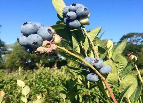 蓝莓南方可以种吗