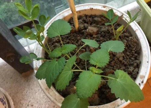 种紫苏用什么肥料好 植物说