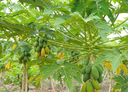 木瓜种植条件 气候及温度要求