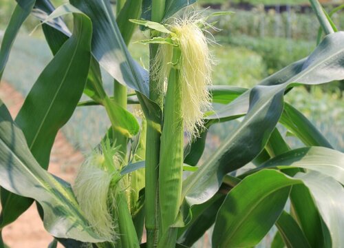 玉米种植条件 种植区域及气候要求