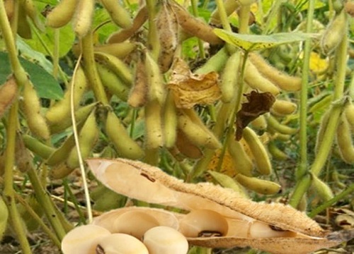 大豆种植条件 气候与地理要求