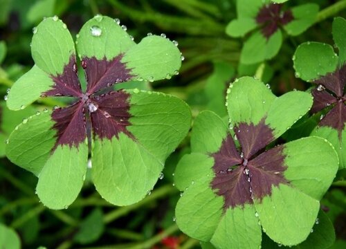 幸运草多久浇一次水 植物说