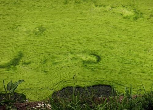 衣藻是什么植物