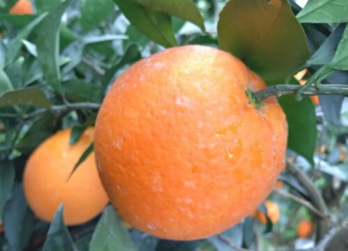 脐橙树什么时候剪枝合适