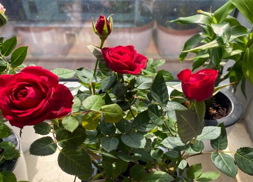 玫瑰花的生长环境及特点