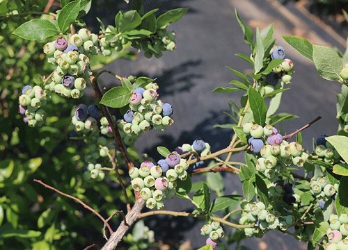 蓝莓树多久浇一次水