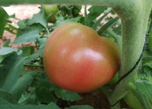 西红柿什么时候成熟上市