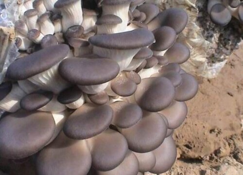平菇的生长周期是多长时间
