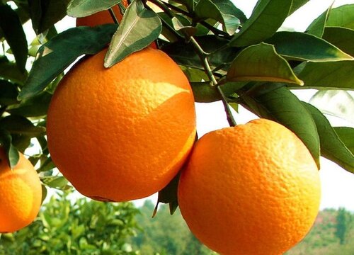 橙子的生长周期是多长时间