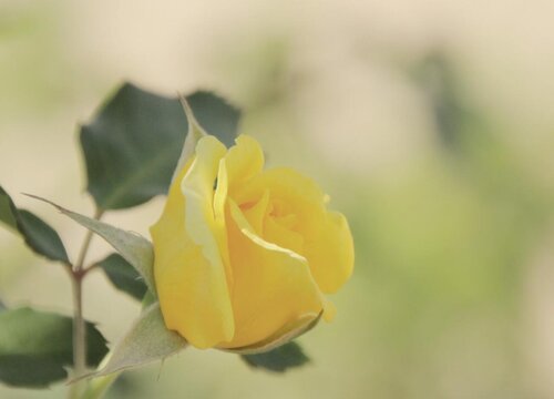 黄玫瑰多久浇一次水