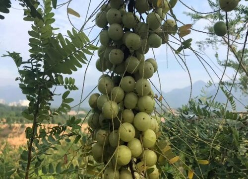 油甘什麼時候成熟上市