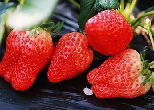 大地草莓什么时候成熟上市