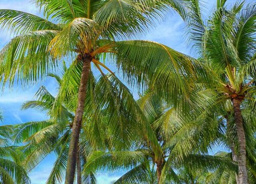 广西可以种椰子树吗