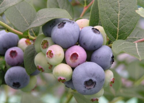 广西可以种蓝莓吗