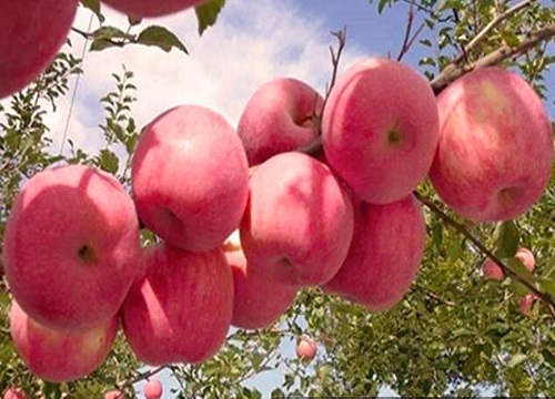 湖南可以种苹果树吗