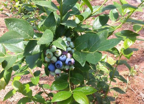 湖南可以种蓝莓吗