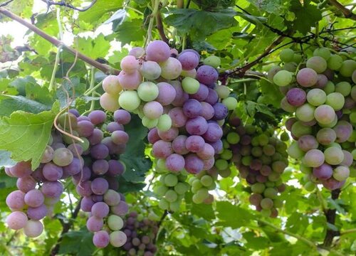 广西可以种葡萄吗