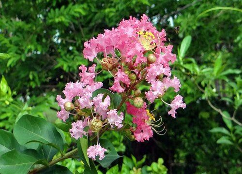 庭院花卉有哪些 植物说