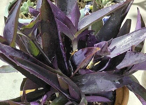 紫叶花卉有哪些 植物说