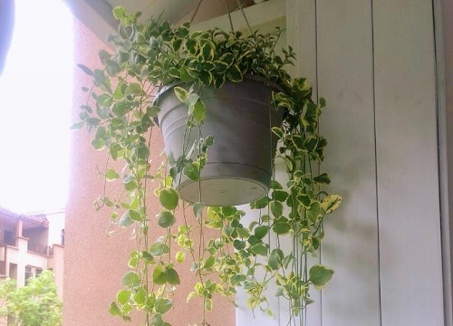 多年生爬藤花卉有哪些 植物说