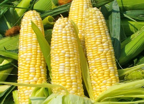 玉米的样子和特点描写