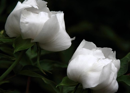 白牡丹的样子和特点描写 植物说
